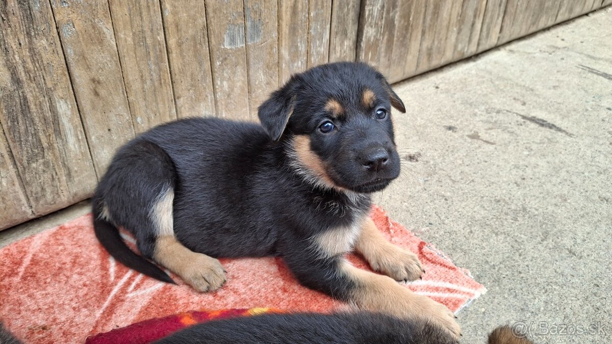 Nemecký ovčiak šteniatka
