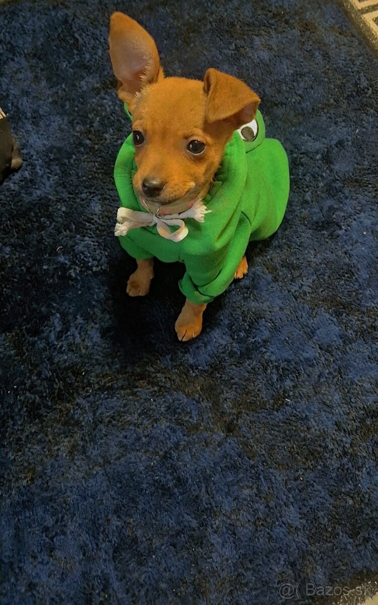 Predam Kríženec čivava