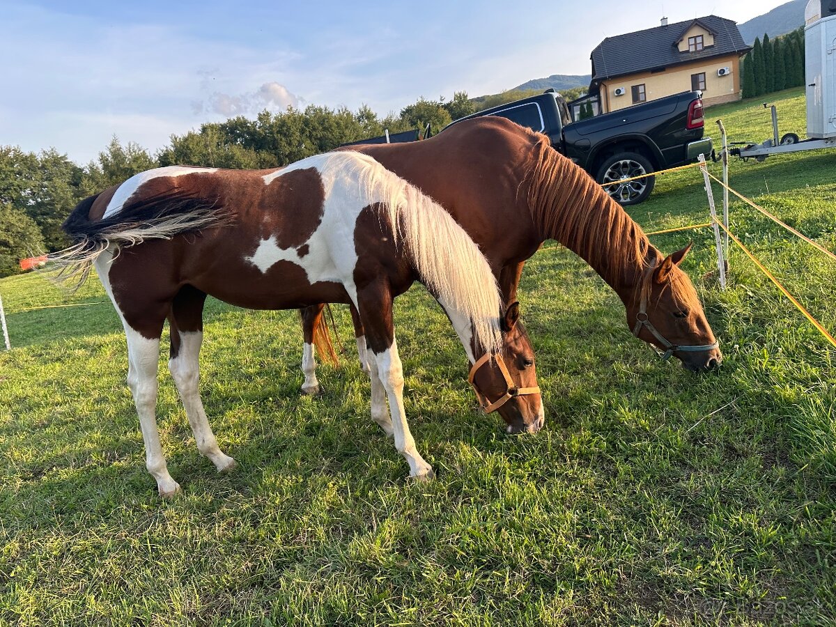 APH - paint horse valach 2024