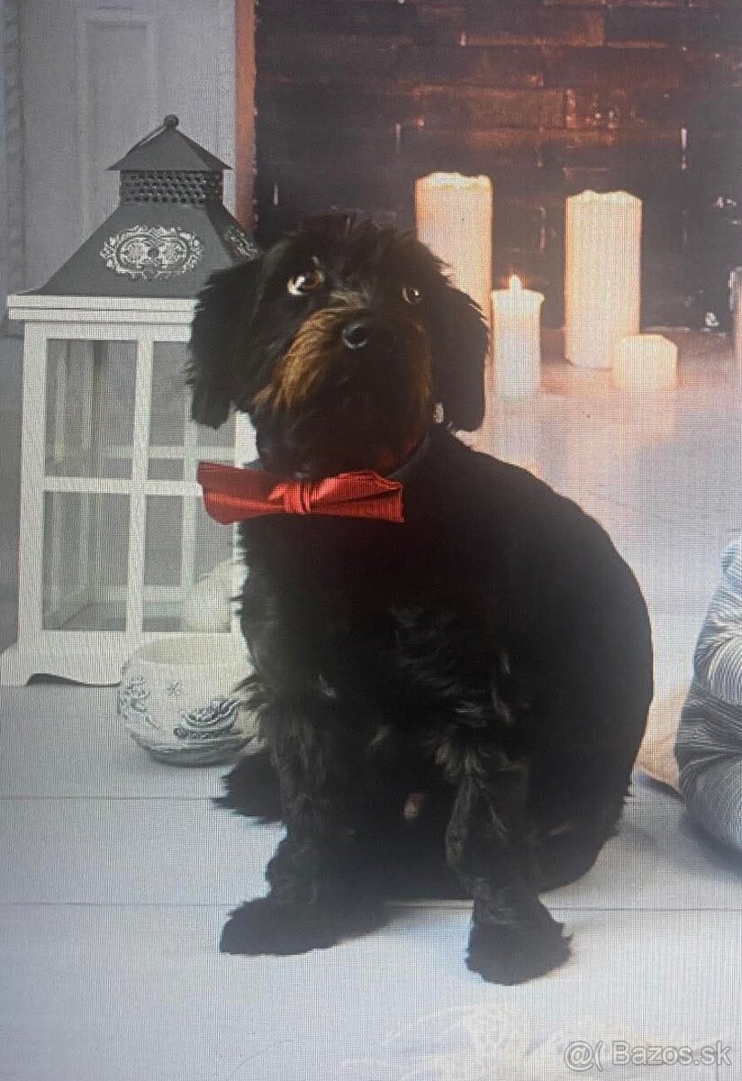 Darujem iba do dobrých rúk