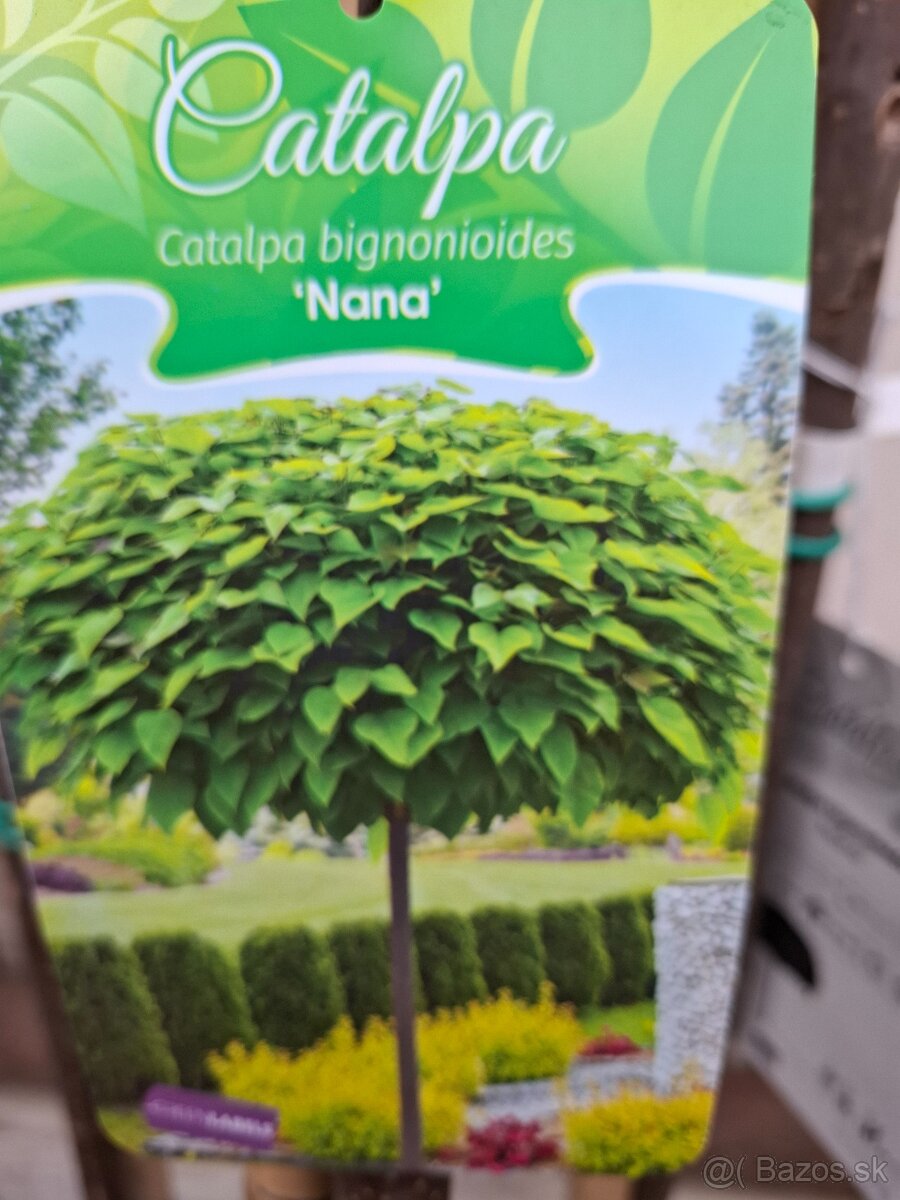 Katalpa NANA