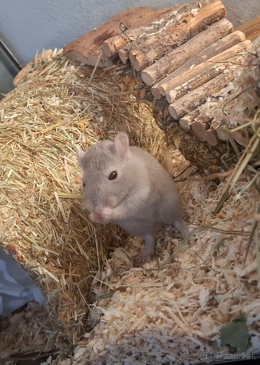 Pieskomil na predaj