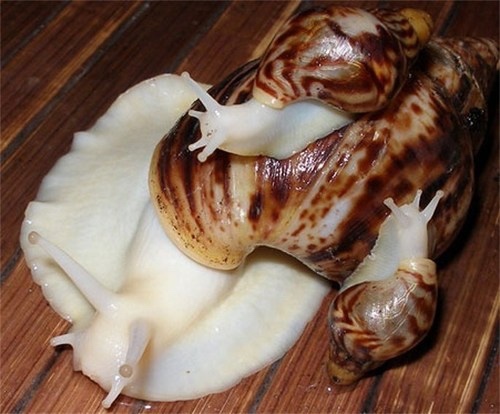 KÚPIM lissachatina reticulata