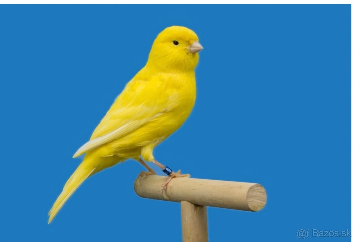 Kanarik