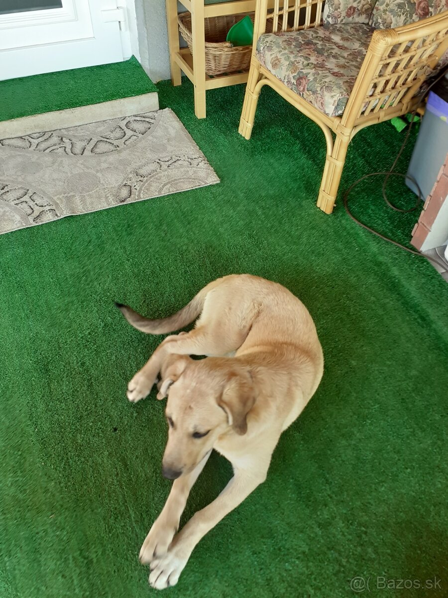Labradorka Jessica