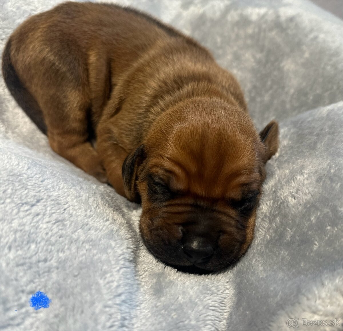 Rhodesian Ridgeback s preukazom pôvodu