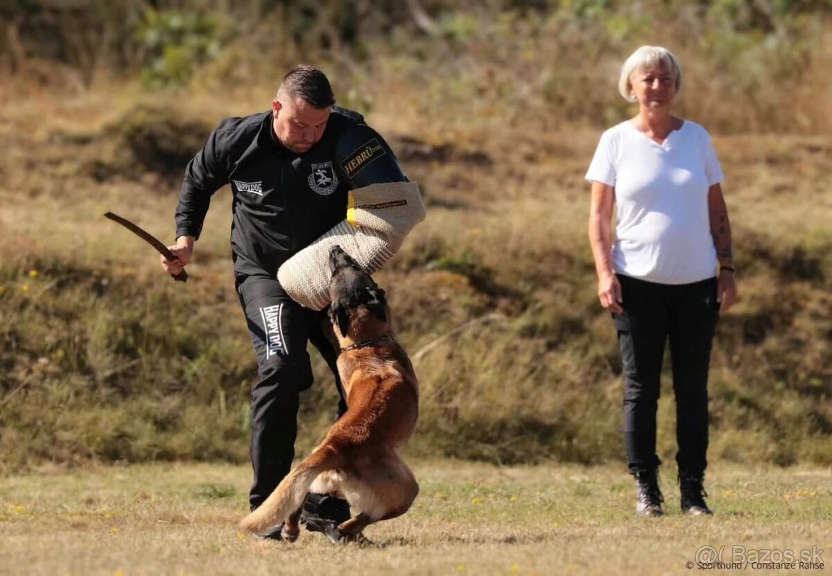 Belgický ovčiak malinois