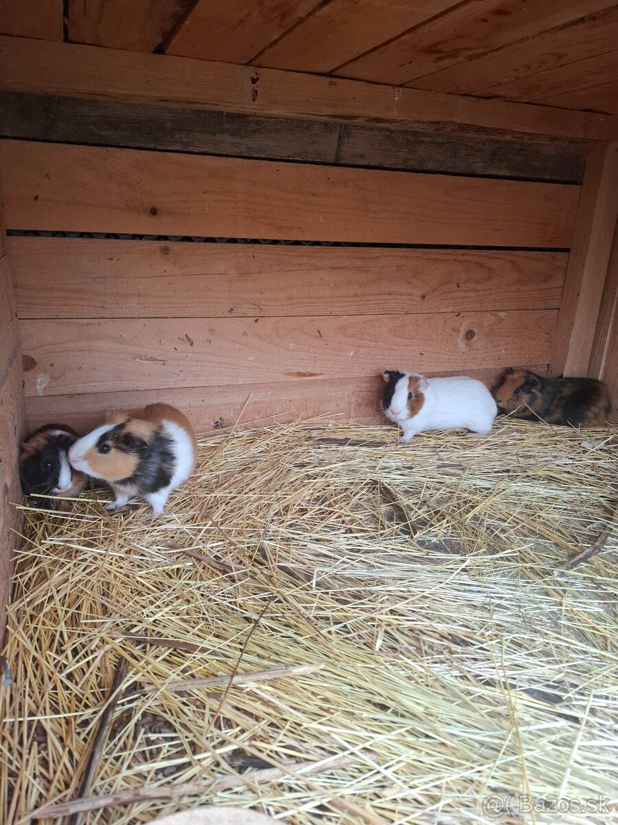 Morča , morské prasiatko, prasiatka