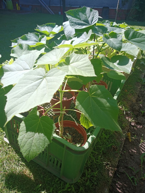Paulownia Tomentosa - MULTIFUNKČNÝ strom