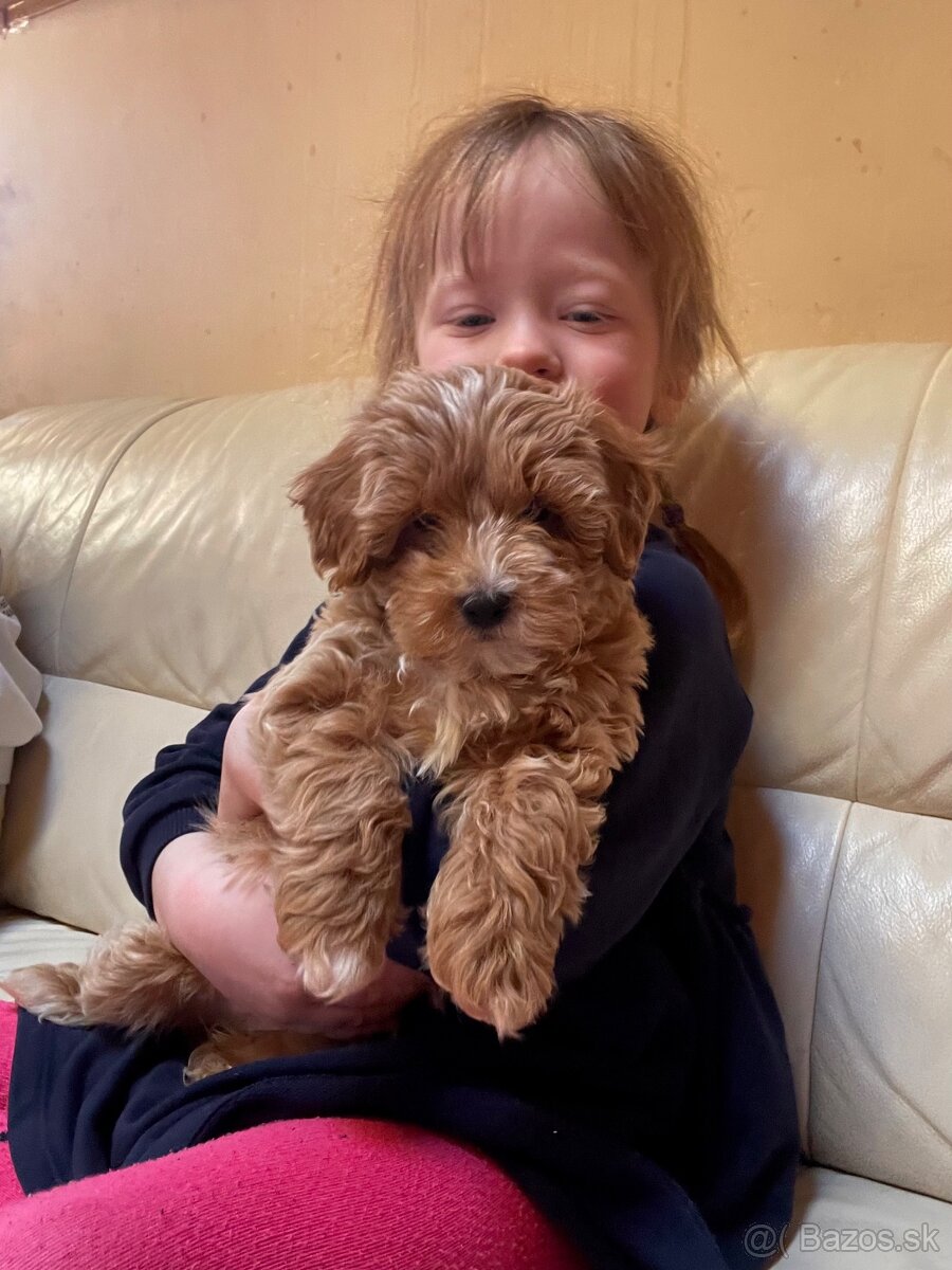 Predám luxusné šteniatko maltipoo mini fenku