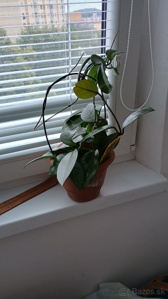 Hoya carnosa