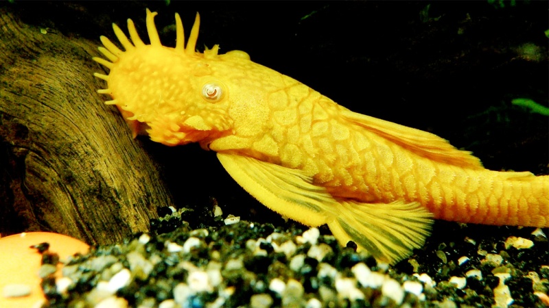Kúpim Ancistrus gold Samec