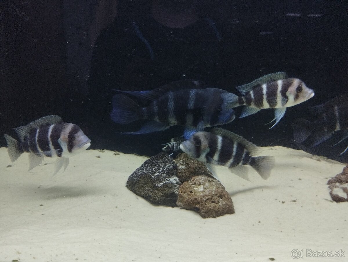 Cyphotilapia Frontoza Burundi