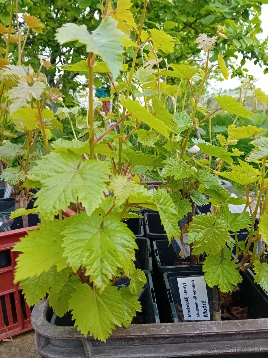 Predám kontajnerované sadenice viniča