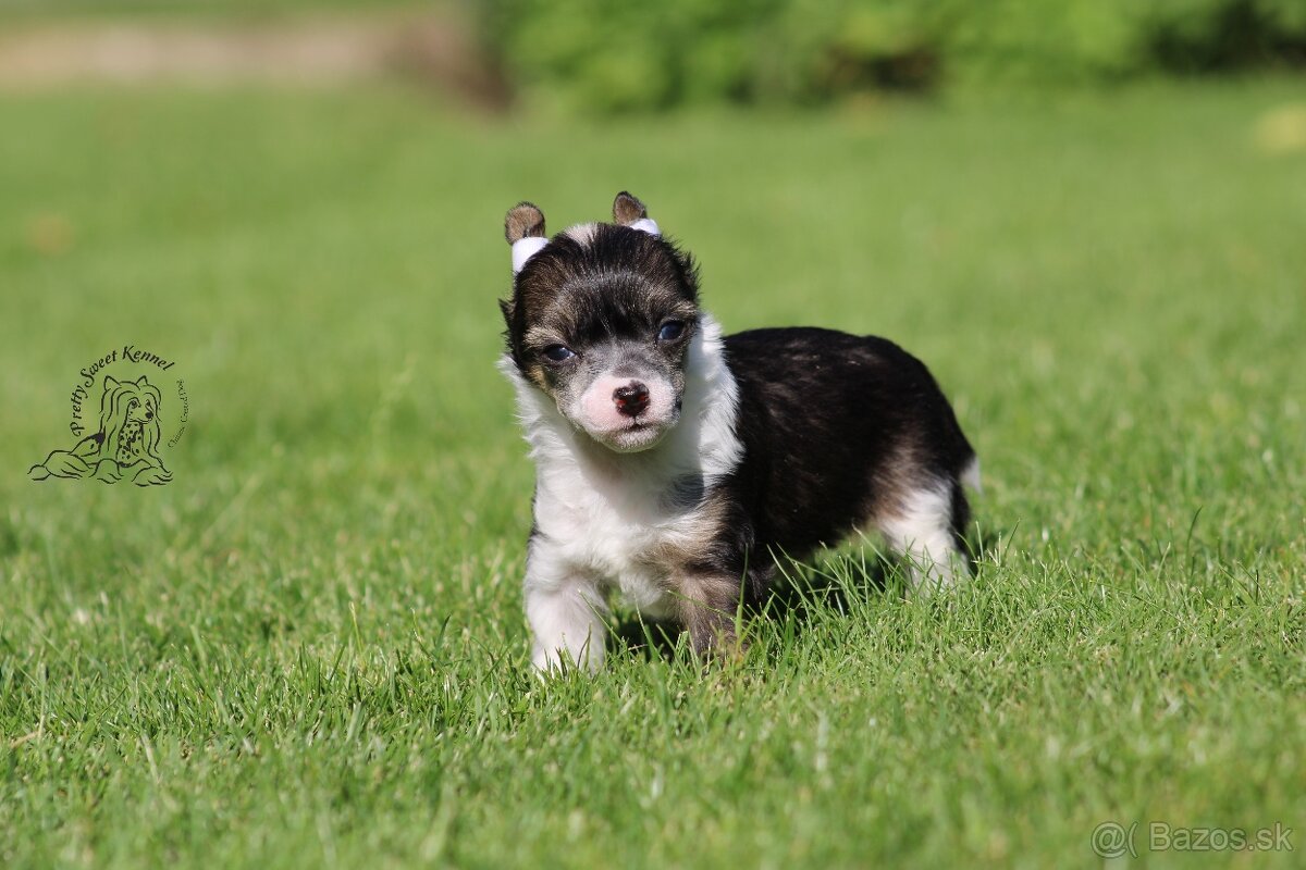 Čínský chocholatý pes - powderpuff male