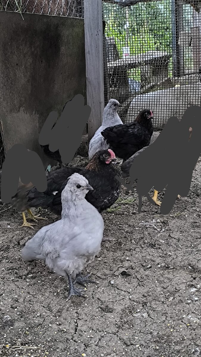 Kuriatka 3 mesačne
