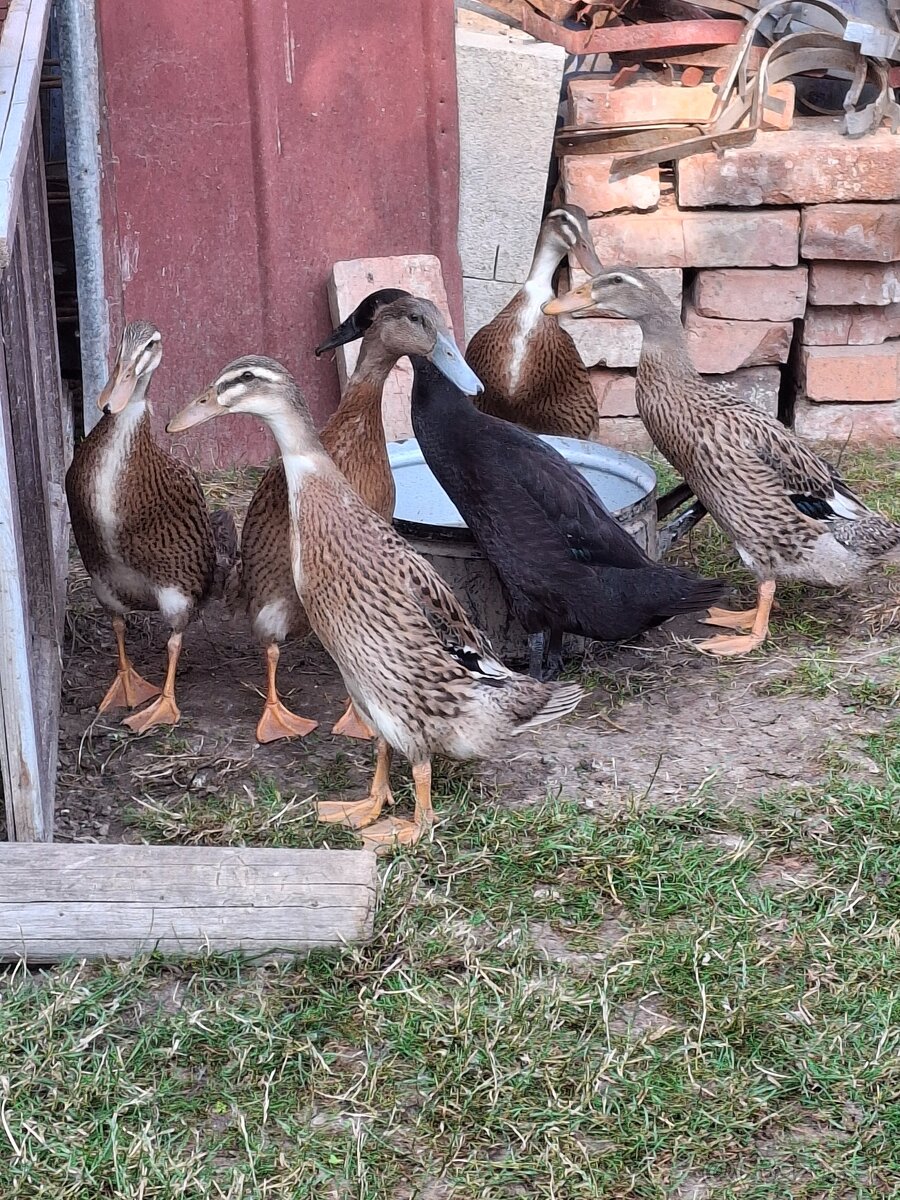 Indicky bežec predaj