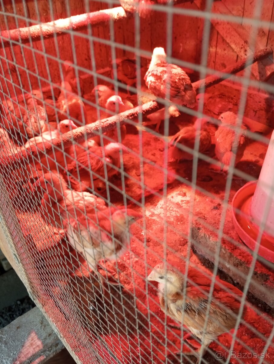 Kuriatka marans medenokrke