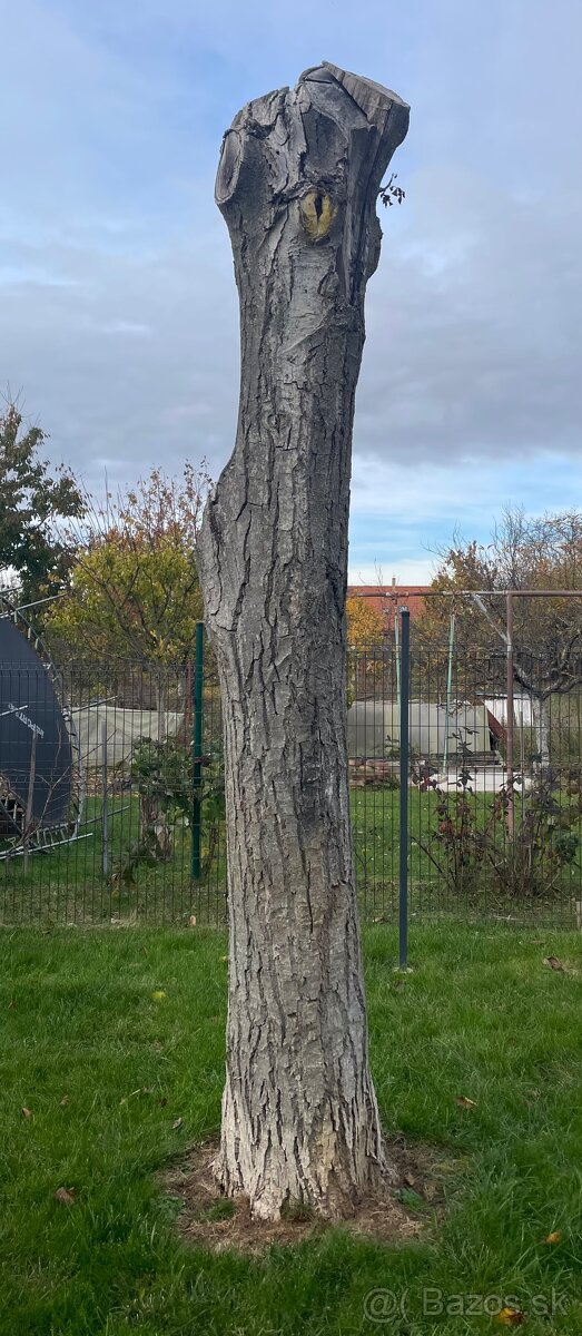 Orechové drevo - 3 ks (kmene)