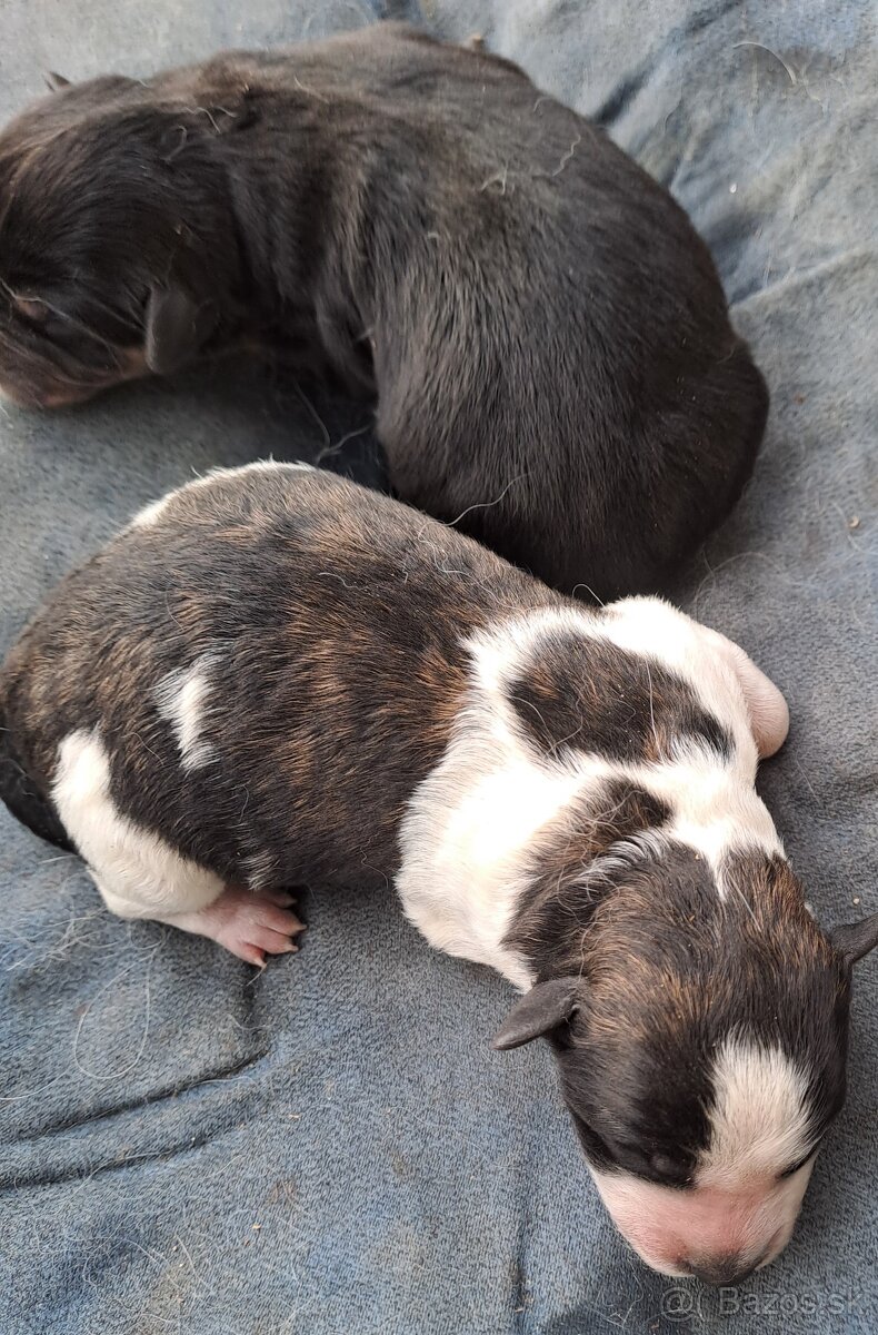 Nemecký špic kríženec