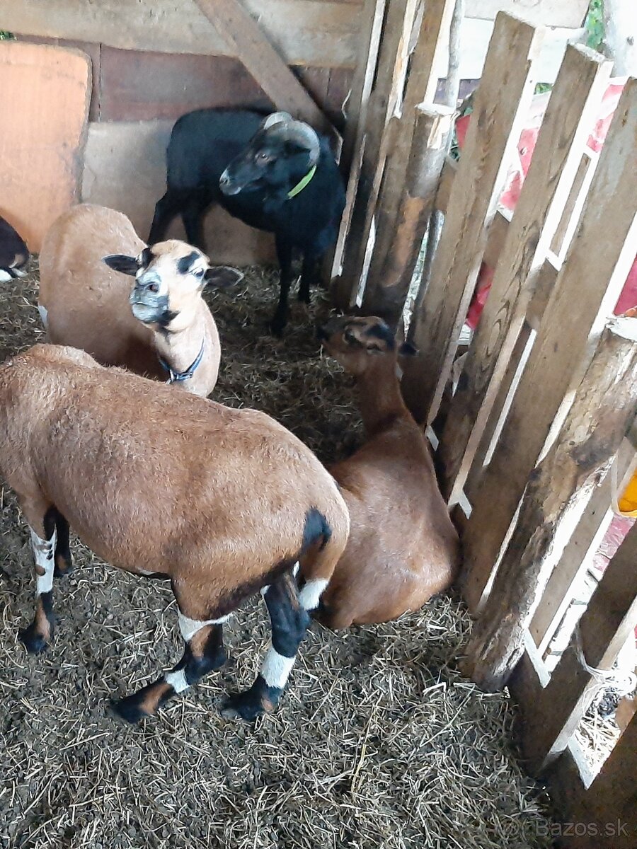 Predám kamerúnskeho barana