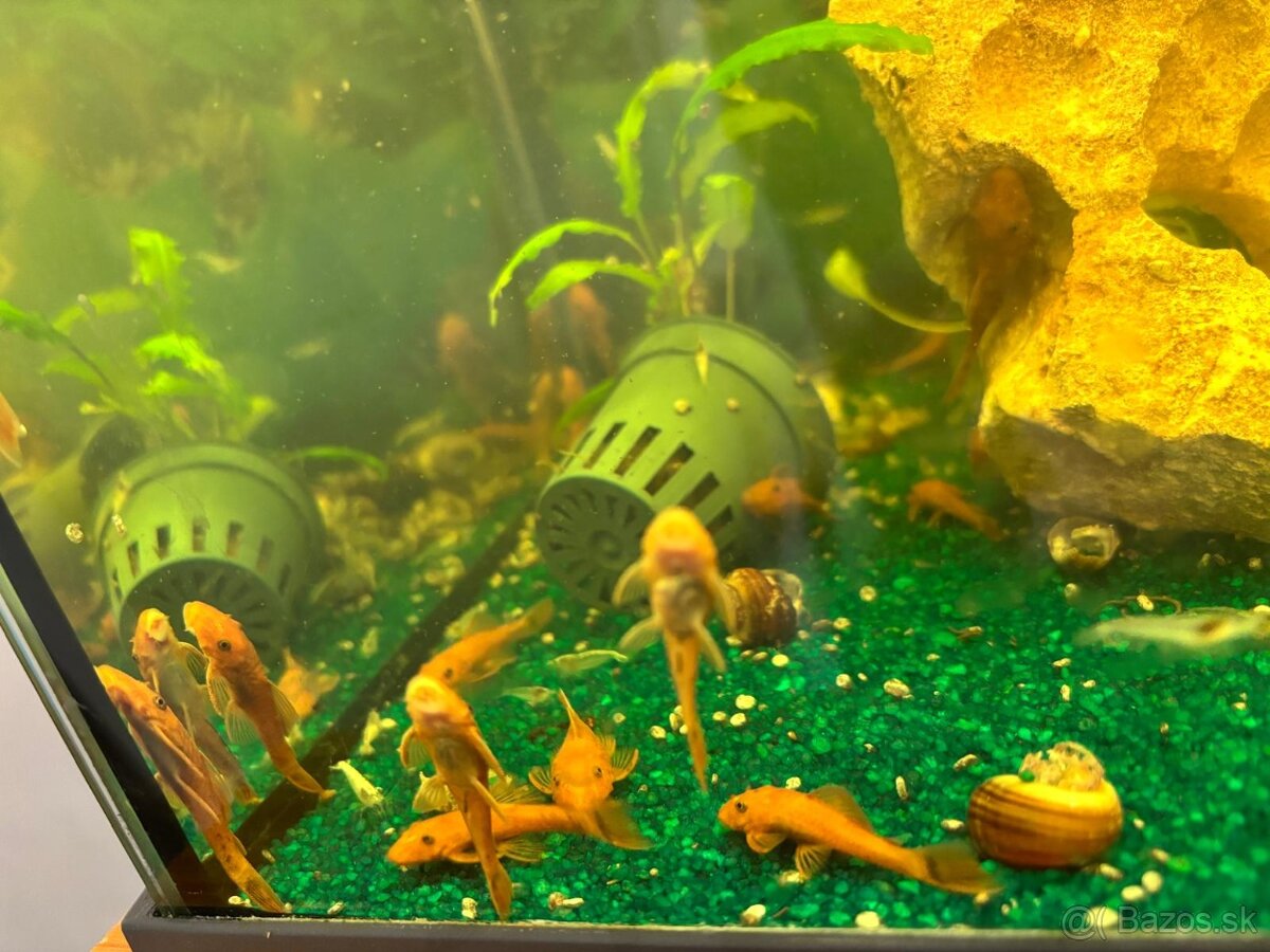 Predám prisavniky red