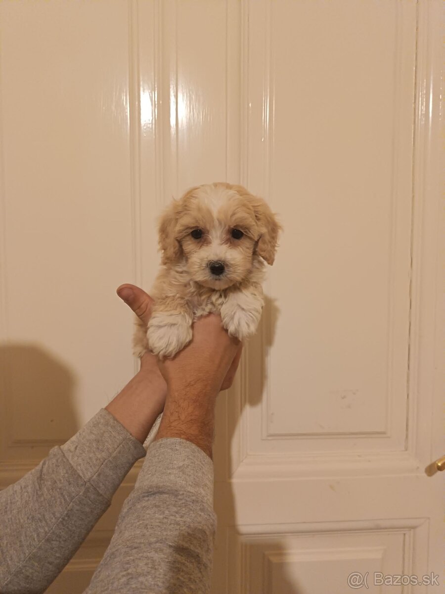 Maltipoo fenka / chalpec