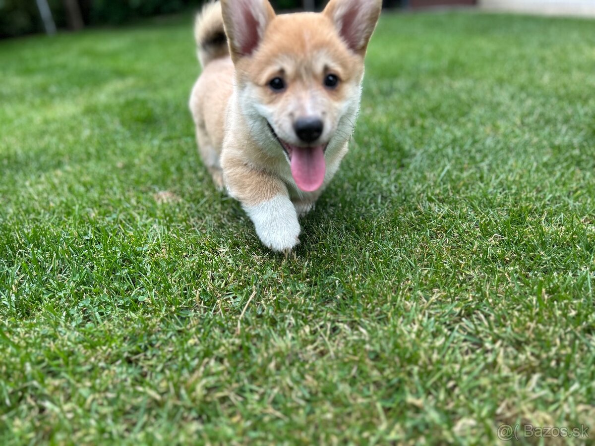 Psík plemena Welsh Corgi Pembroke