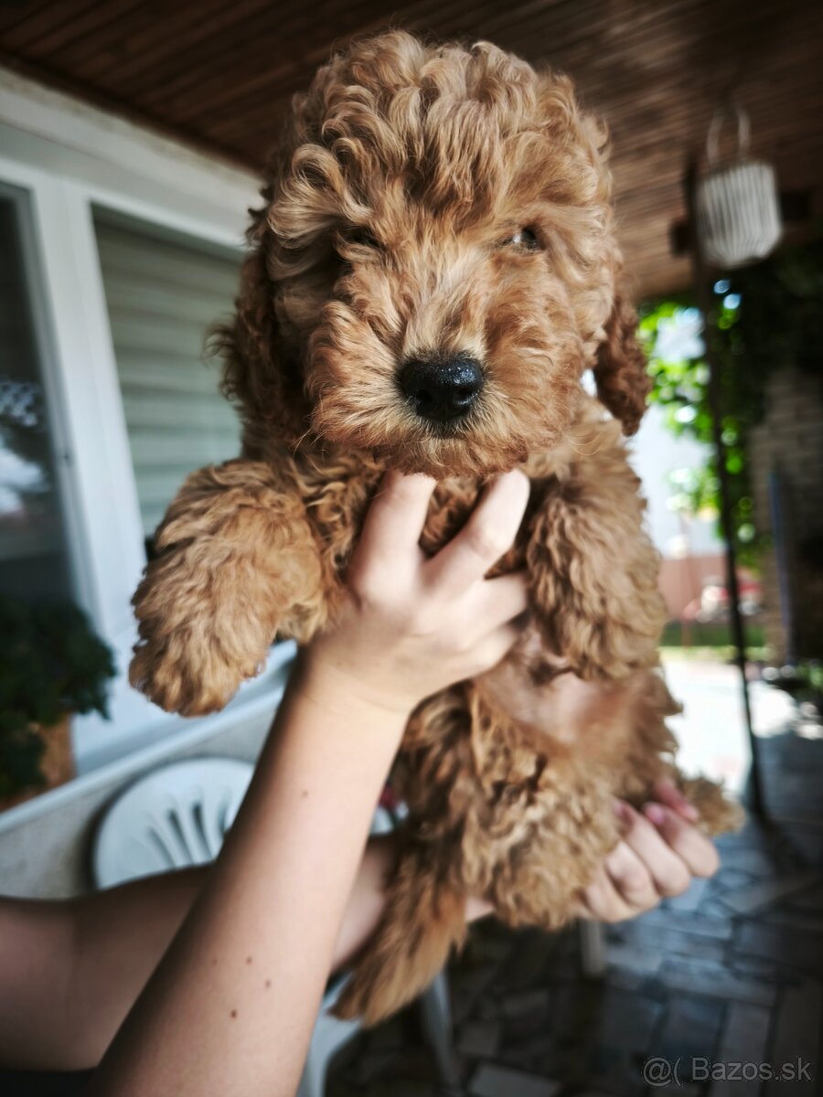 toy pudlik