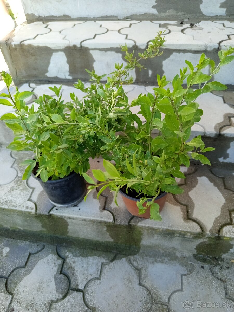 Goji. Kustovnica čínska