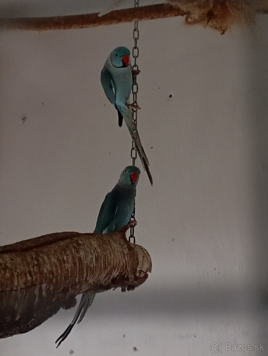 Alexander malý chovný pár