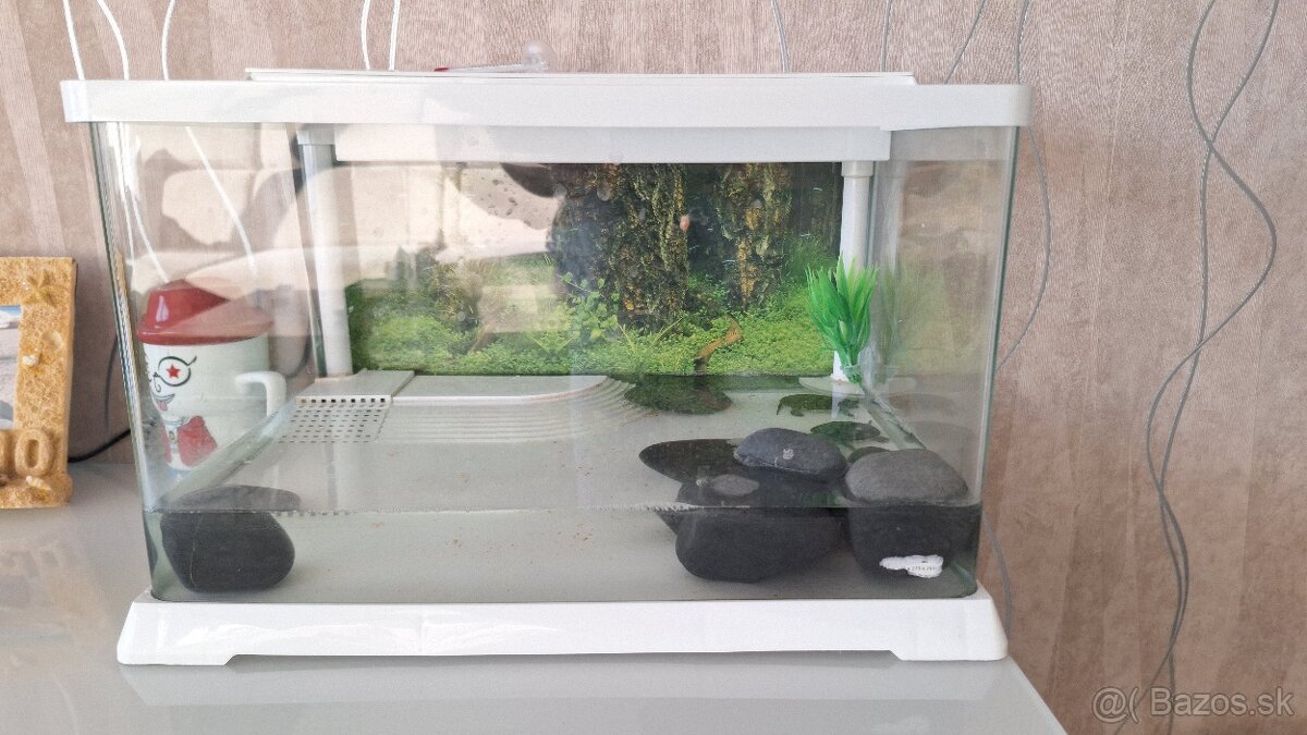 Korytnačky a akvárium