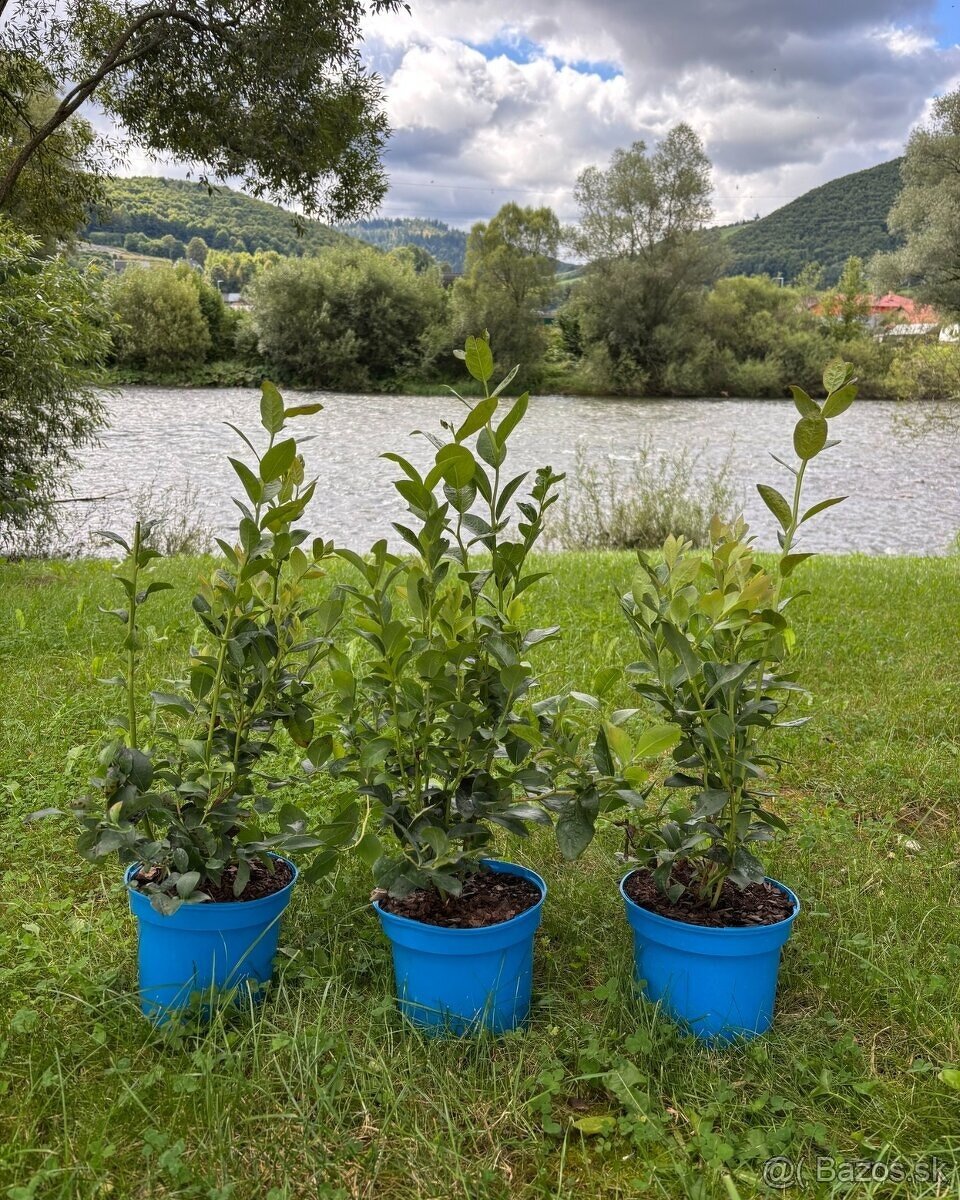 Sadenice čučoriedky kanadské, brusnice