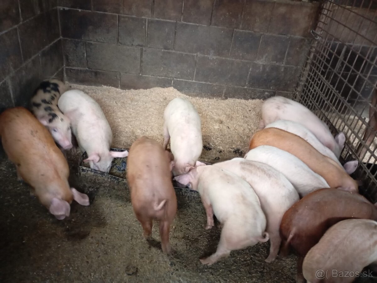 Predám odstavčata ošípané