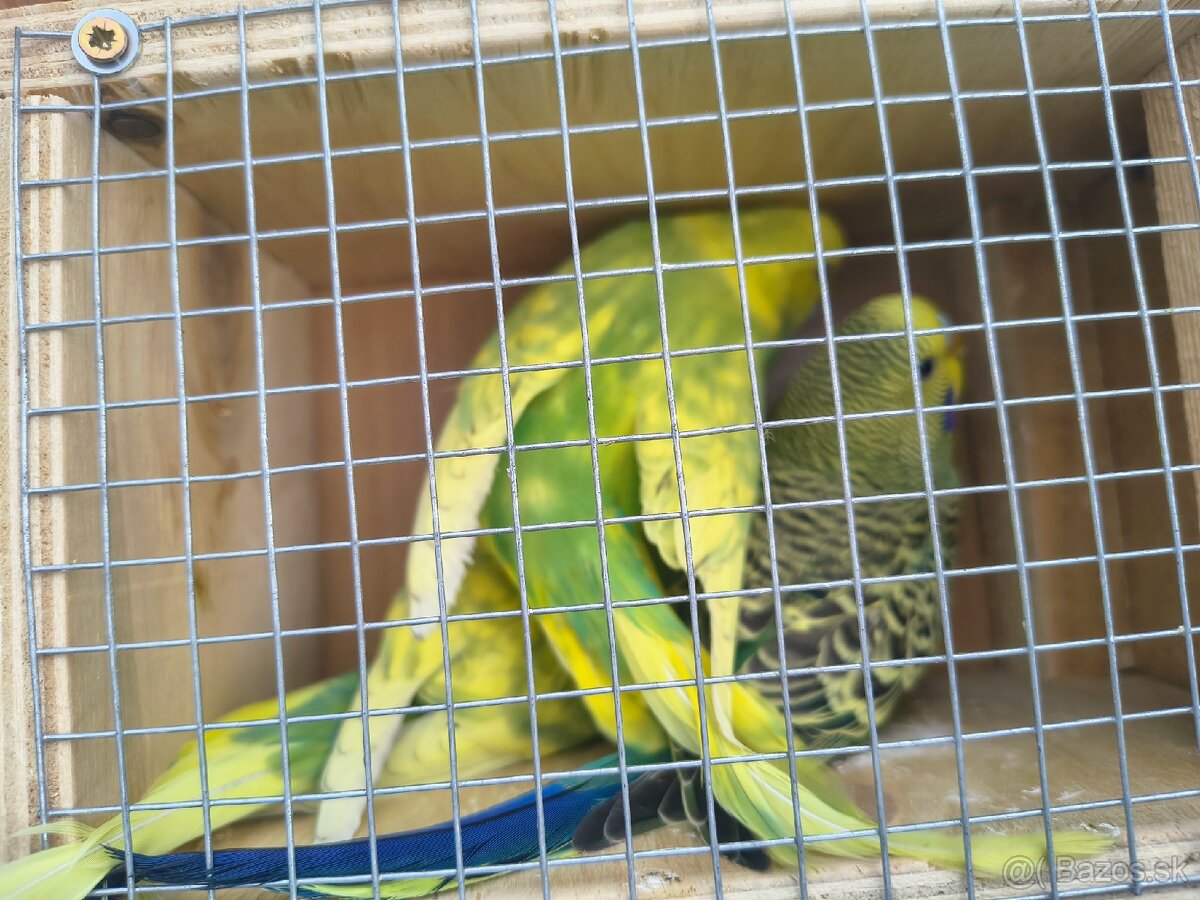 Predám mix papagajov