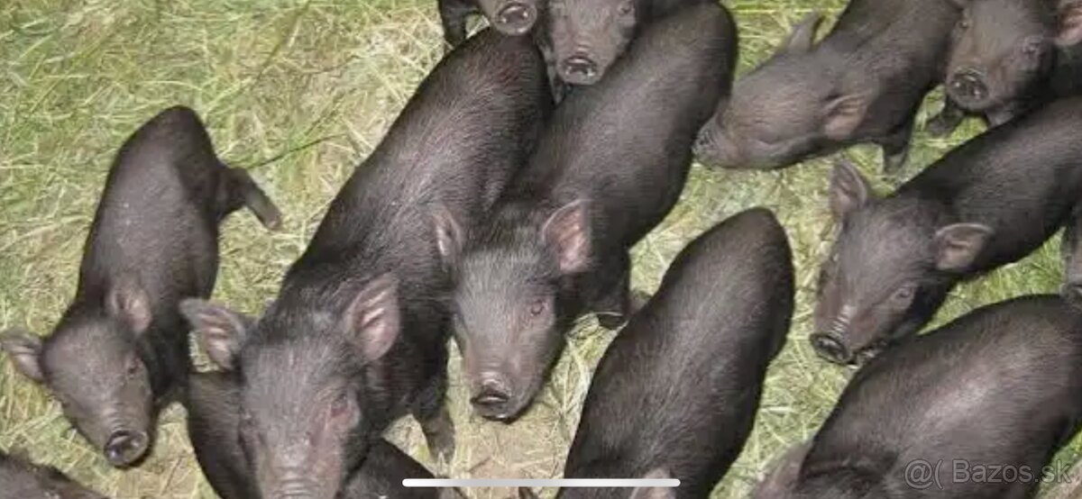 vietnamské prasiatka