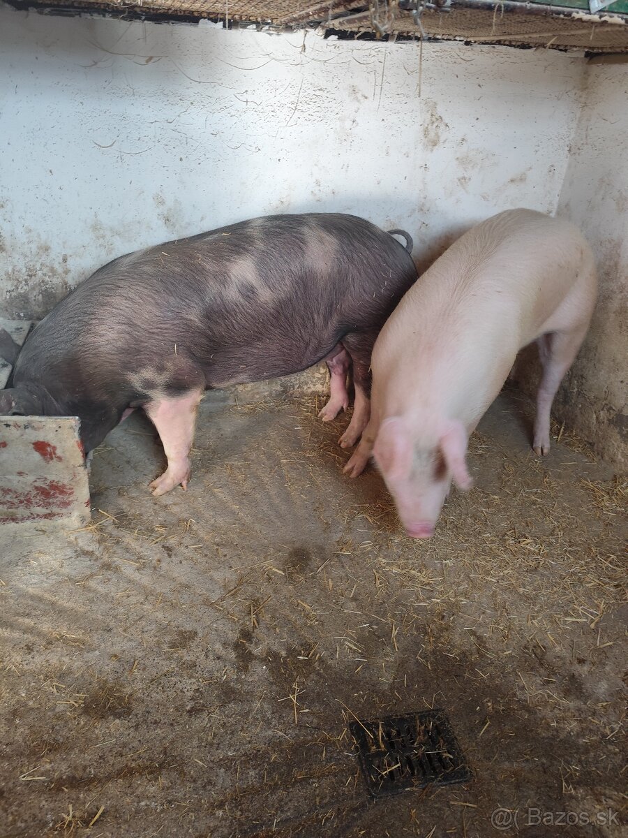 Prasa z domáceho chovu