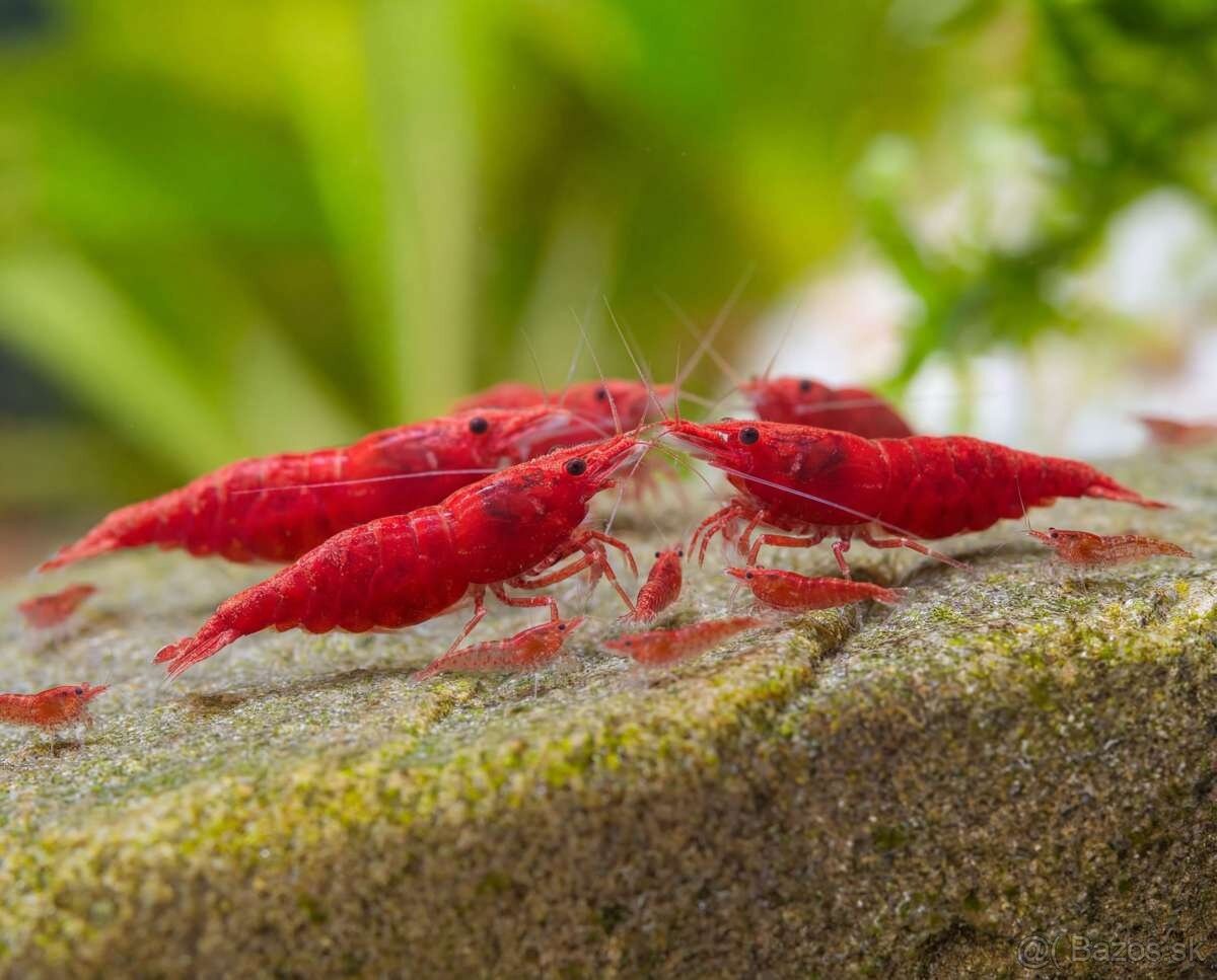 ‼️ Neocaridina D. Red Sakura ‼️