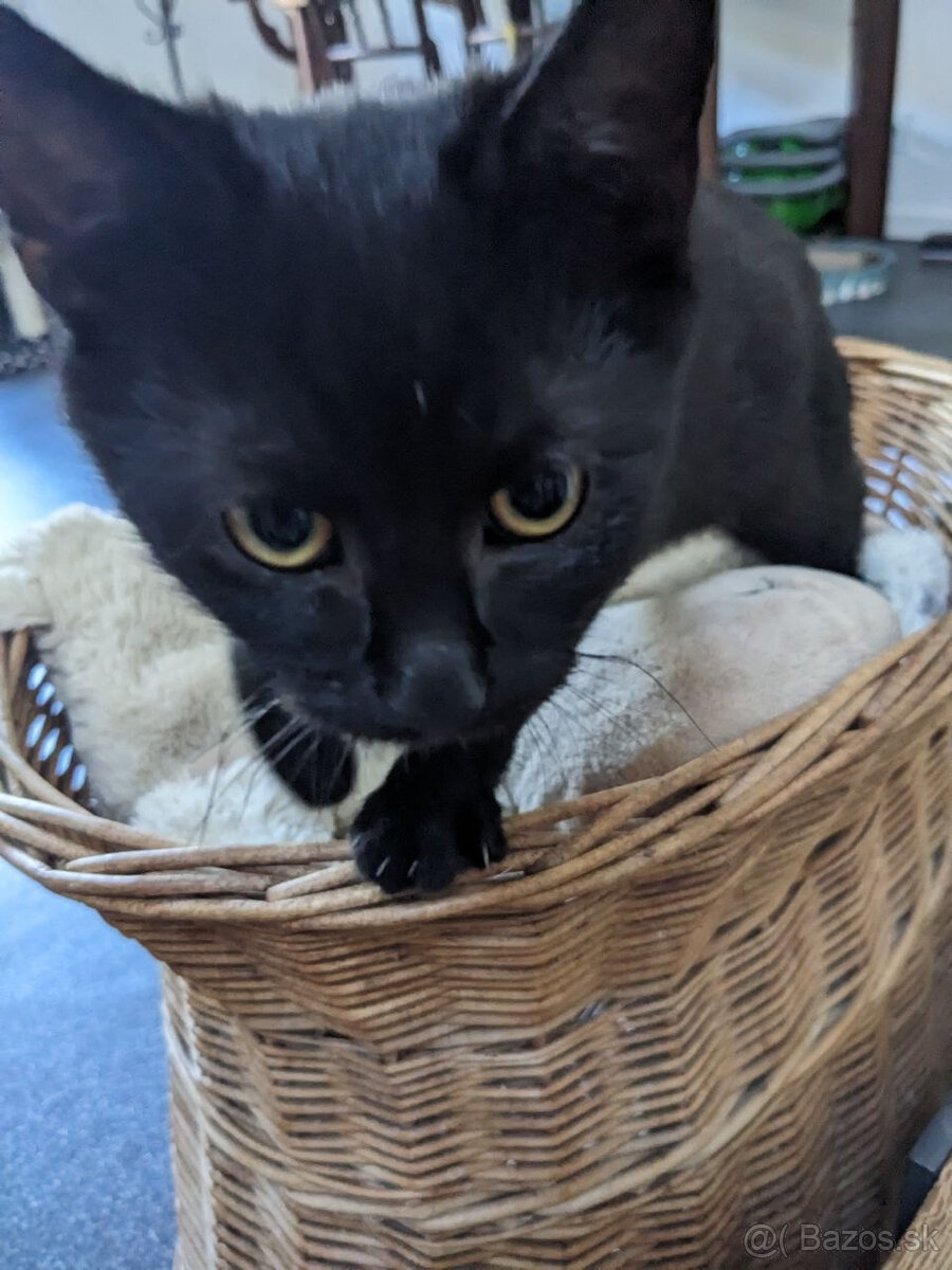 Bobo