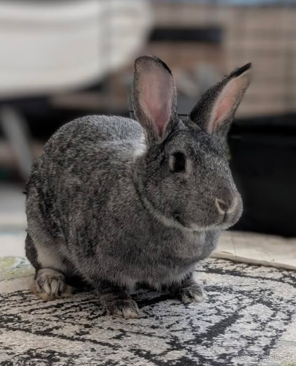 Zajkovia na Adopciu