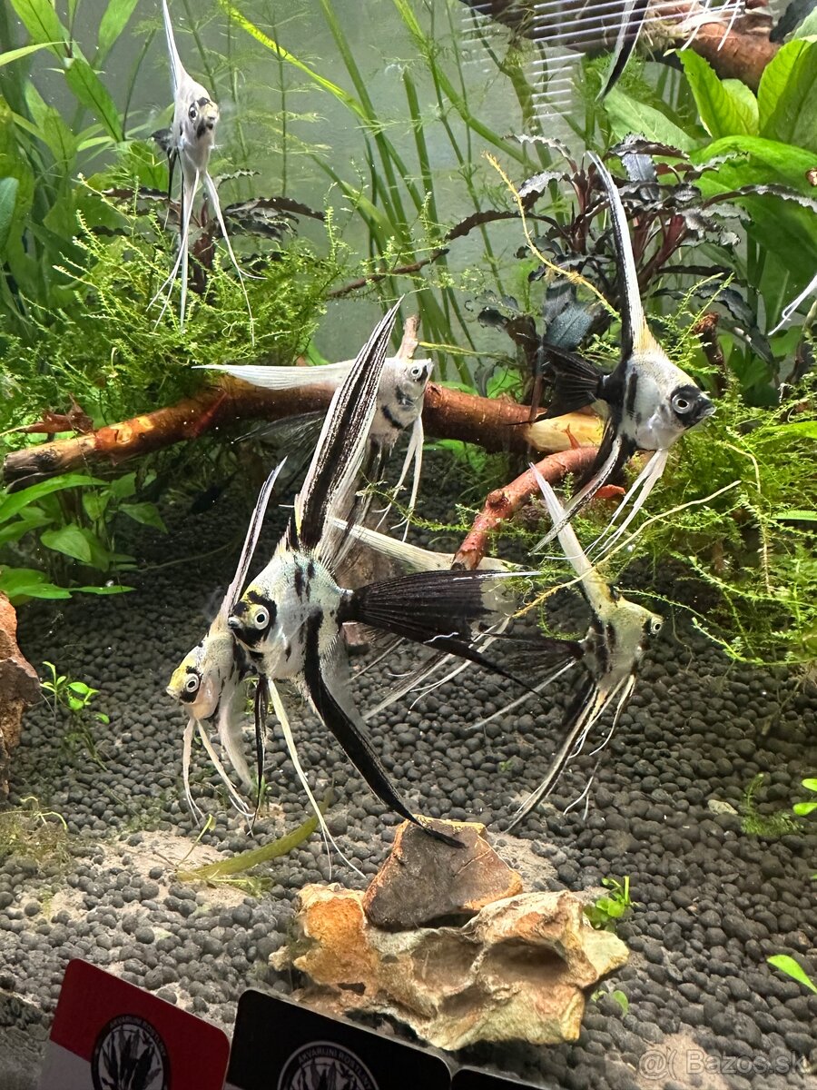 🐠 Skalár biely – Marble Longfin (mladé)