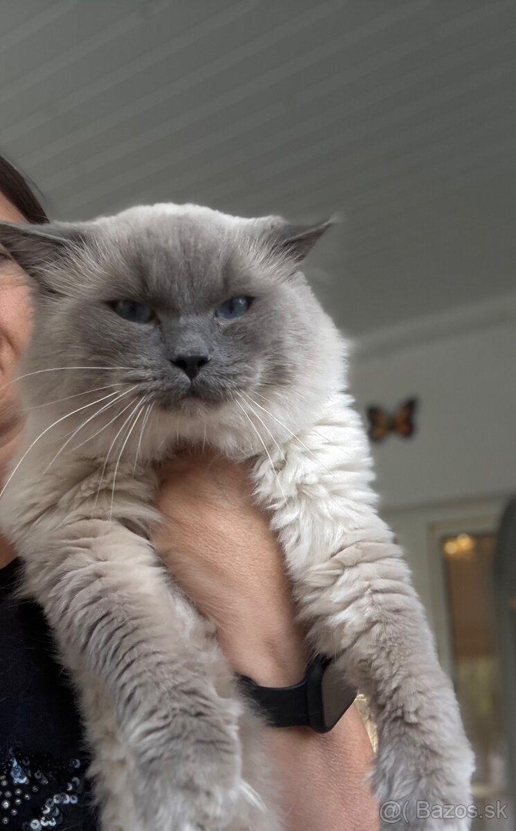 Ragdoll chovný kocúr s PP