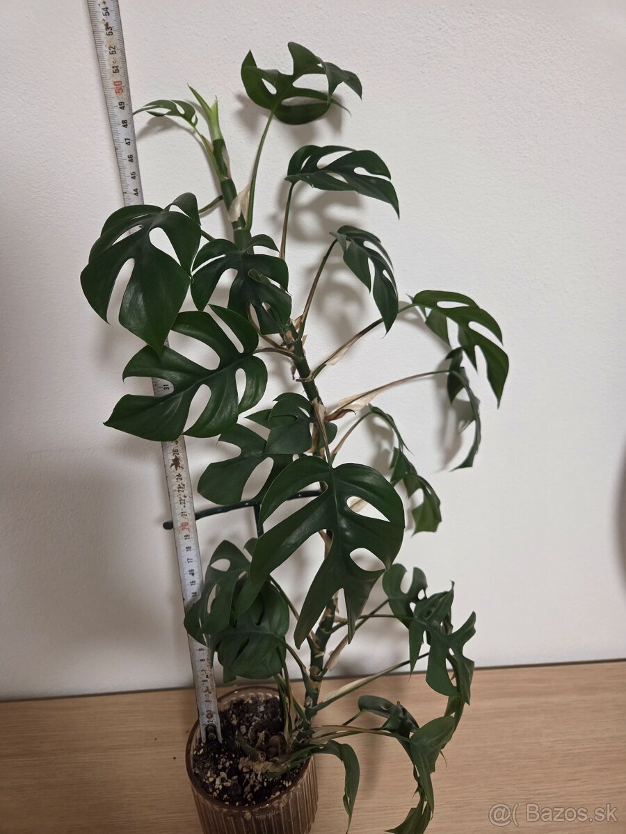 Monstera minima vyska 52 cm