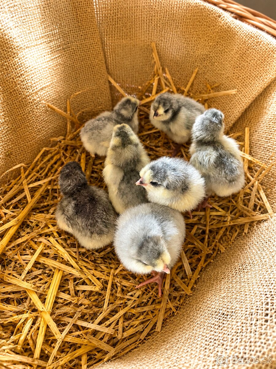 Kuriatka-Araucana levander