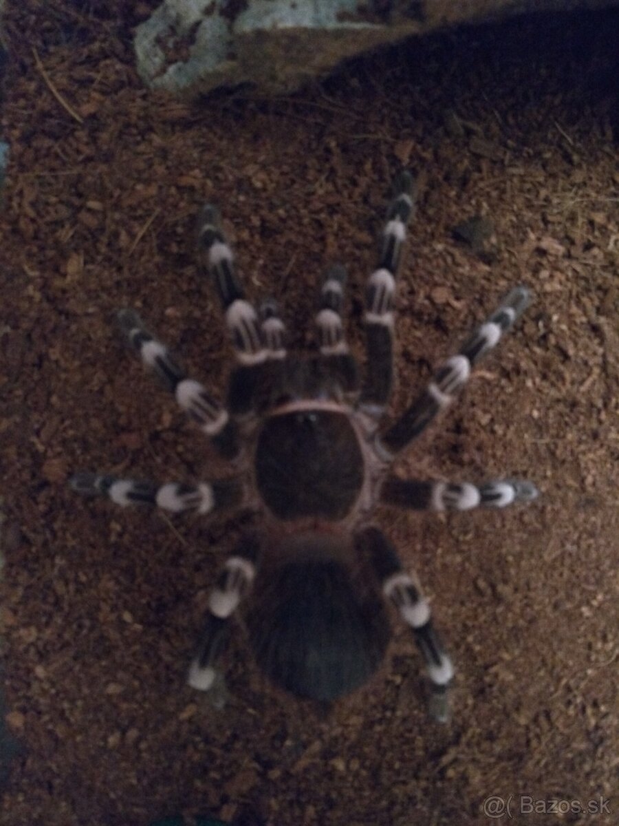 A.geniculata, B.boehmei