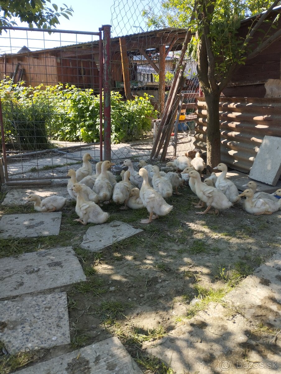 Kačice