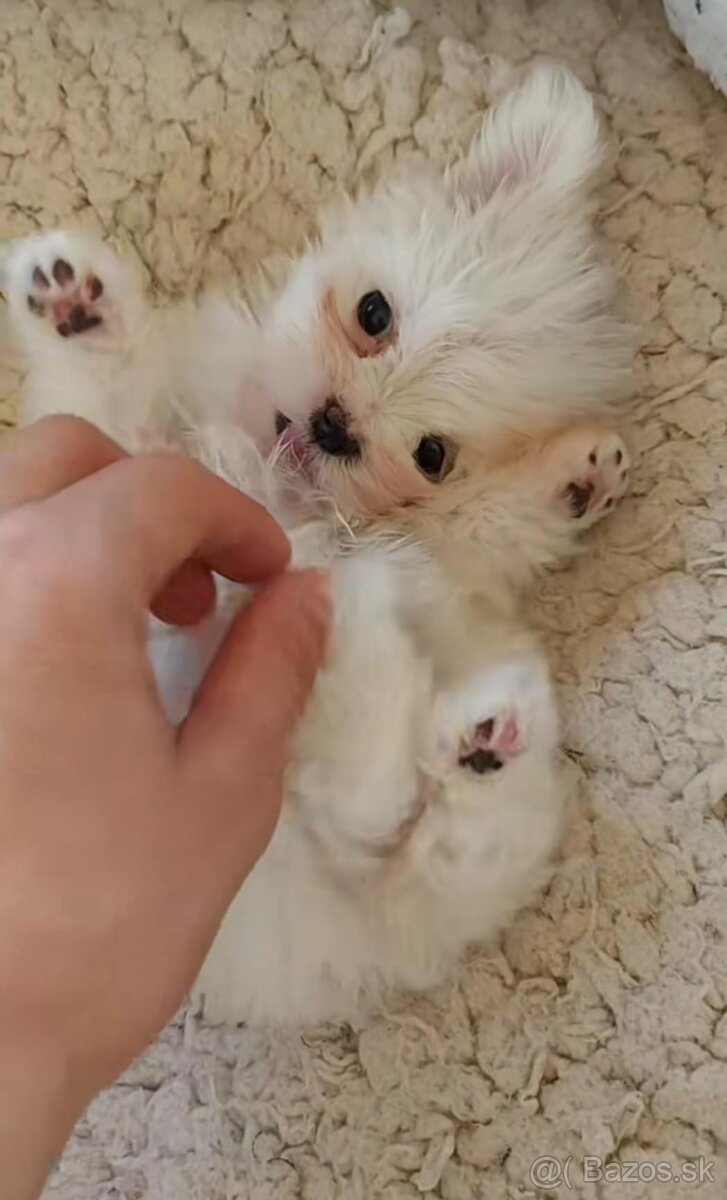 Mini Maltezák