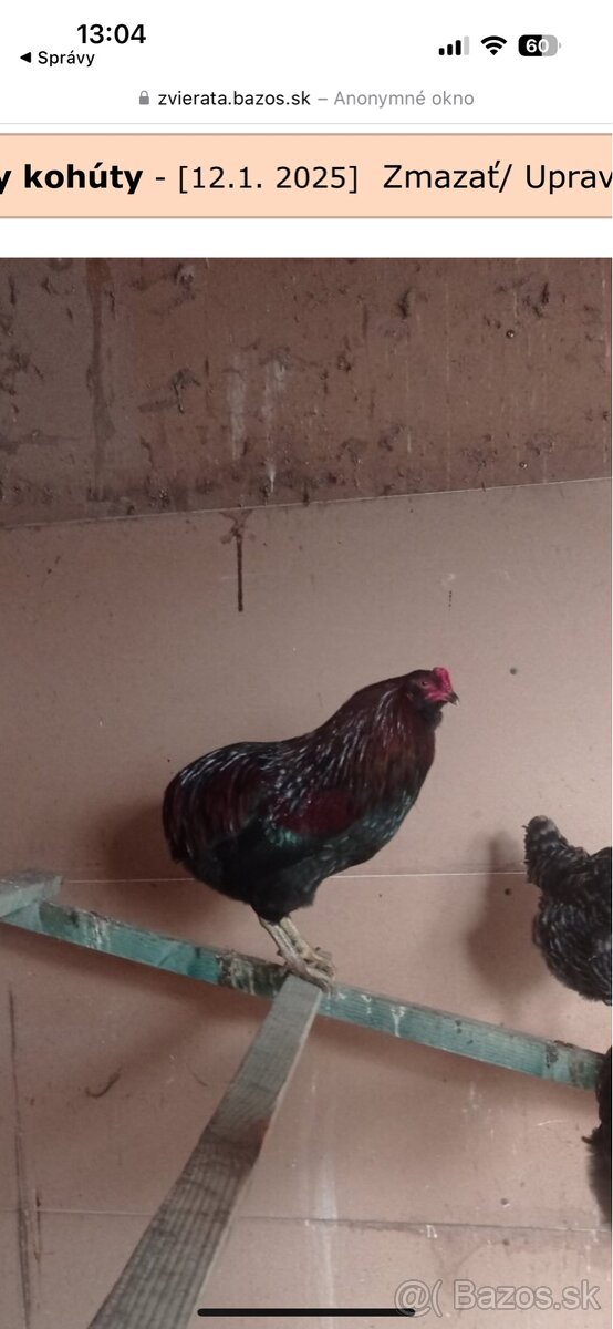 Predam araucana kohutov