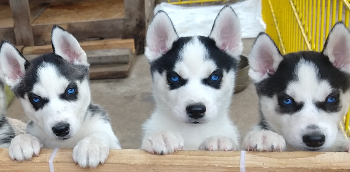 Sibiřský husky bez PP - poslední 3 kluci