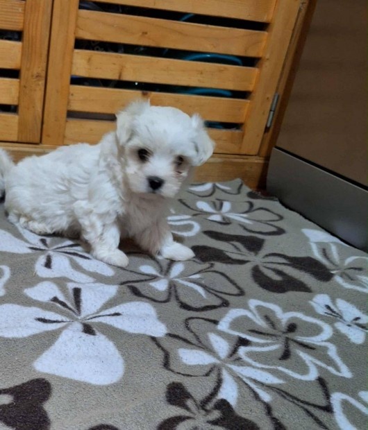 Maltezáka mini